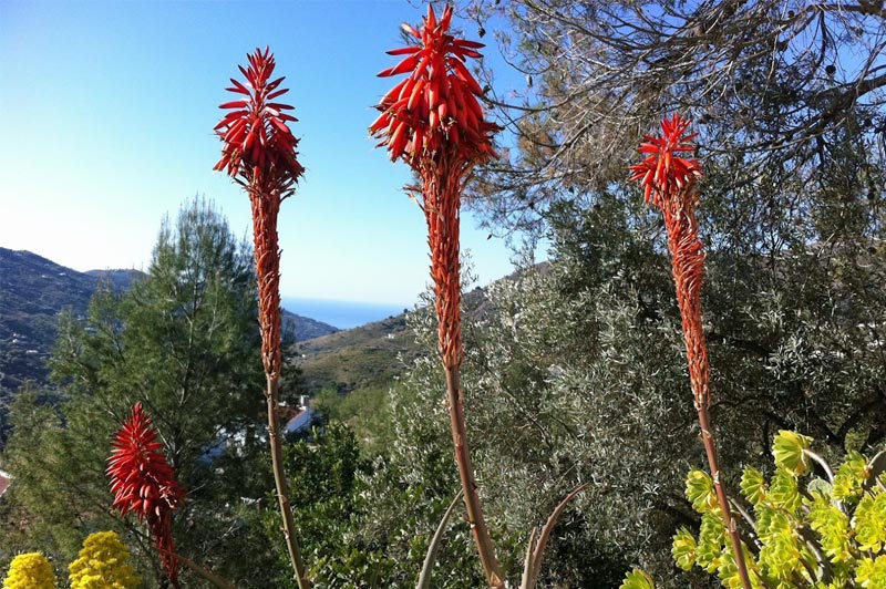 Los Dos Algarrobos - Tuin